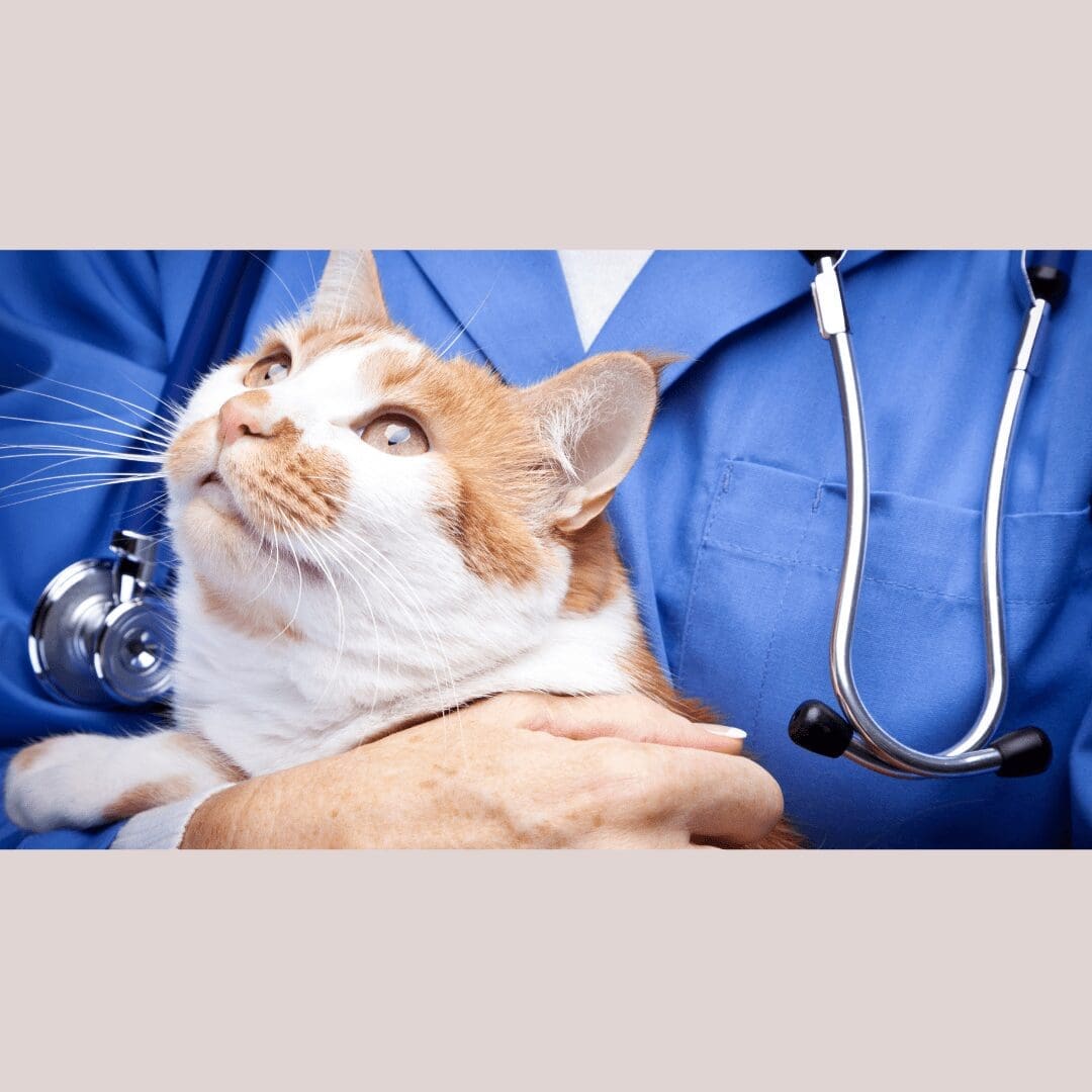 an orange and white cat in a veterinarians arms